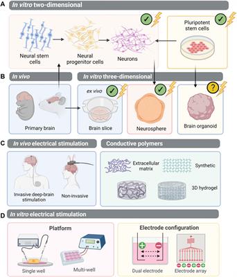 Bioelectric Potential in Next-Generation Organoids: Electrical Stimulation to Enhance 3D Structures of the Central Nervous System